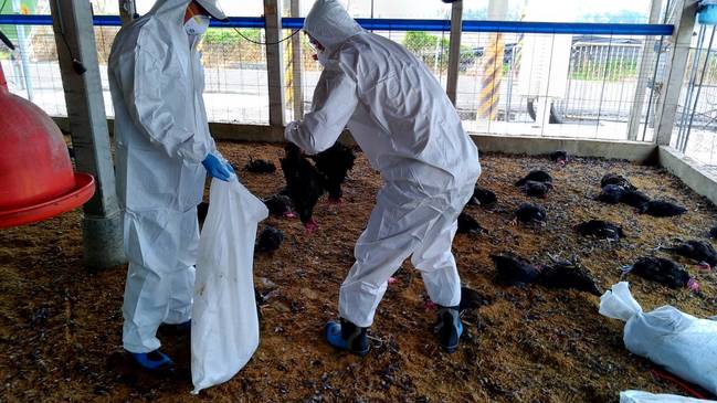 屏東確診禽流感! 撲殺3萬隻黑羽土雞 | 華視新聞