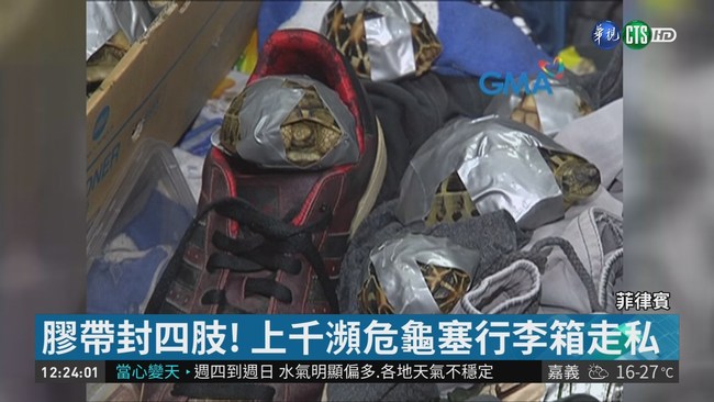 瀕危龜遭綑裝行李箱 棄置菲國機場 | 華視新聞