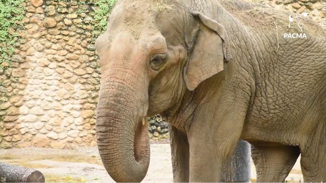 獨居43年患憂鬱症！ 最悲傷的大象遭安樂死 | 華視新聞