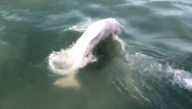 【影】稀有白海豚現蹤 海巡記錄身影超興奮 | 華視新聞