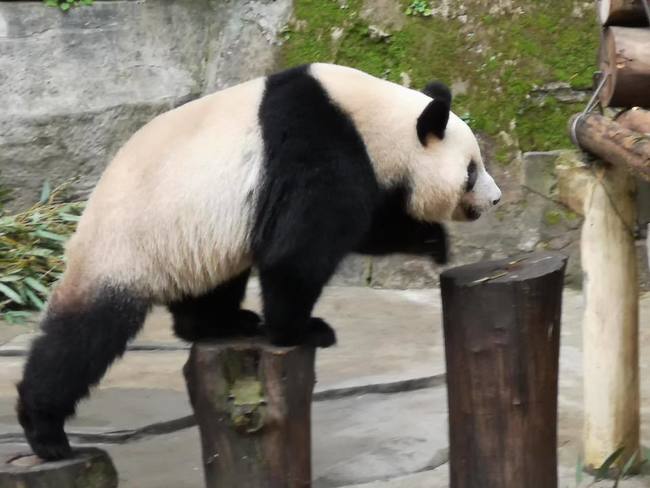 贈高雄市一對熊貓 中國網友怒：諂媚台灣人 | 華視新聞
