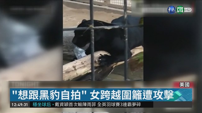 "想跟黑豹自拍" 女跨圍籬被抓傷哀號 | 華視新聞