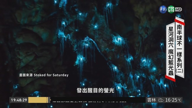 紐西蘭特有物種 魔幻藍光蟲閃耀 | 華視新聞