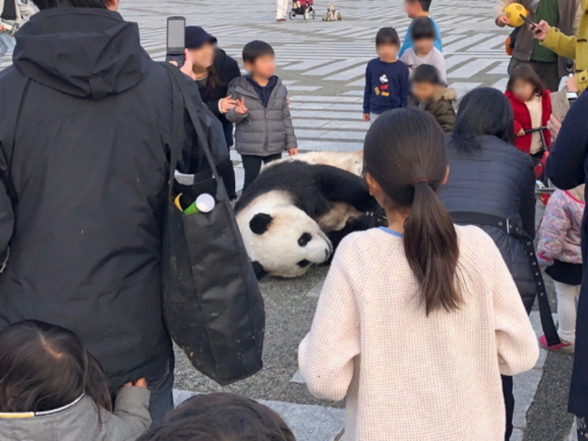 野生貓熊現身東京街頭 日本群眾暴動 | 華視新聞