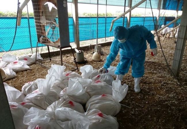 彰化爆第3起禽流感病毒 撲殺1.6萬隻土雞 | 華視新聞