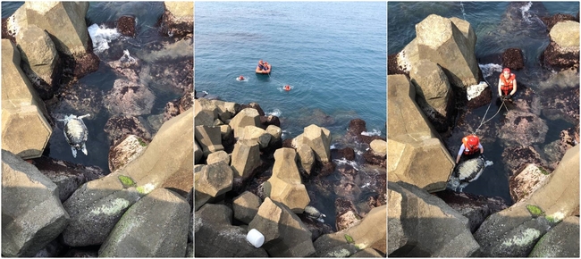 3個月23隻海龜死亡 海巡署擔憂海洋環境 | 華視新聞