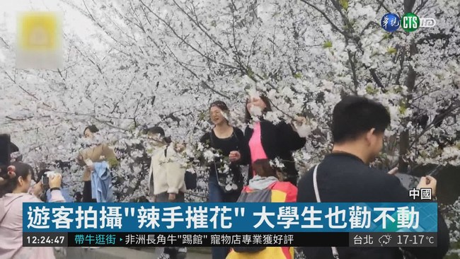 遊客拍攝大搞破壞 中國櫻花季變調 | 華視新聞