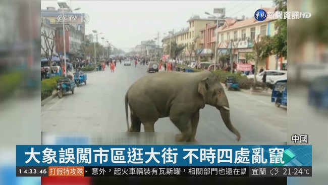 找伴侶亂入 野生亞洲公象大鬧市區 | 華視新聞