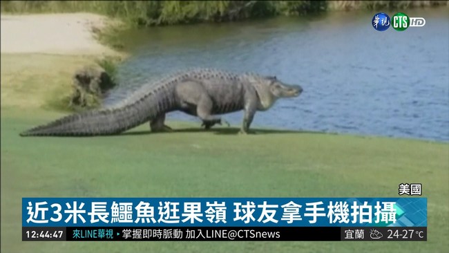 270公分短吻鱷逛果嶺 球友大膽拍攝 | 華視新聞