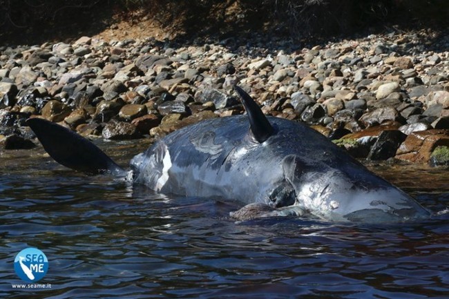 慟! 抹香鯨帶球擱淺 肚中竟藏22公斤塑膠垃圾 | 華視新聞