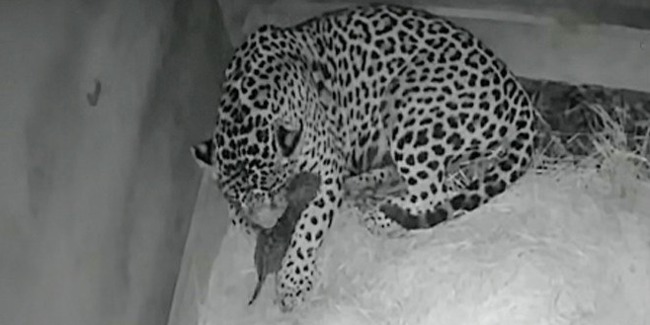 全球首隻人工授精豹寶寶 出生兩天竟被親生媽吃掉 | 華視新聞