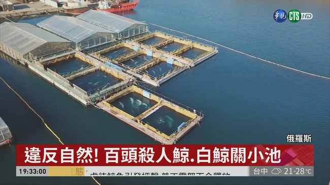 "鯨魚監獄"關上百白鯨 俄承諾釋放 | 華視新聞
