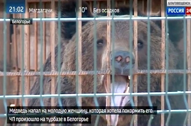 俄女好奇闖籠餵棕熊 左手遭啃斷得截肢保命 | 華視新聞