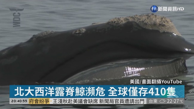 北大西洋露脊鯨瀕危 全球僅存410隻 | 華視新聞