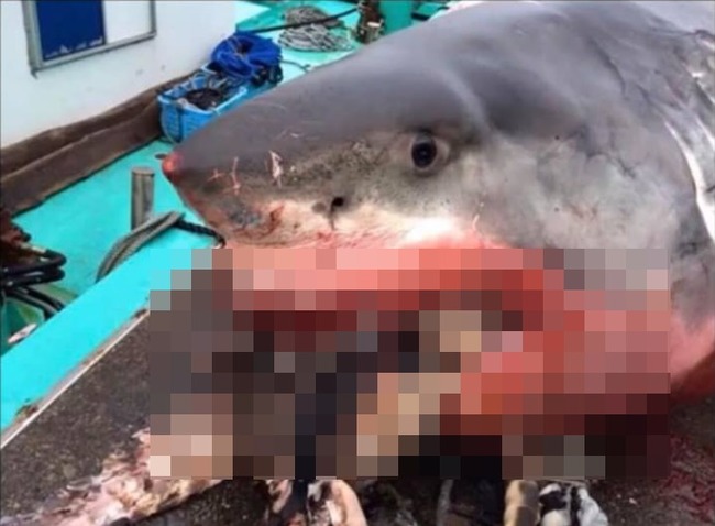 2000公斤超級大白鯊 貪吃OO結果被噎死？！ | 華視新聞