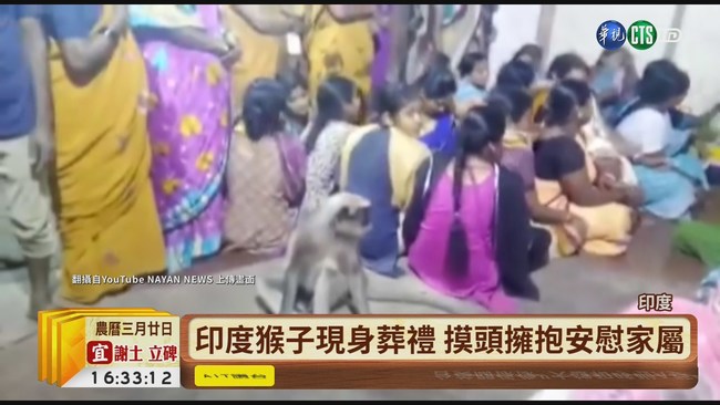 【台語新聞】印度猴子現身葬禮 摸頭擁抱安慰家屬 | 華視新聞