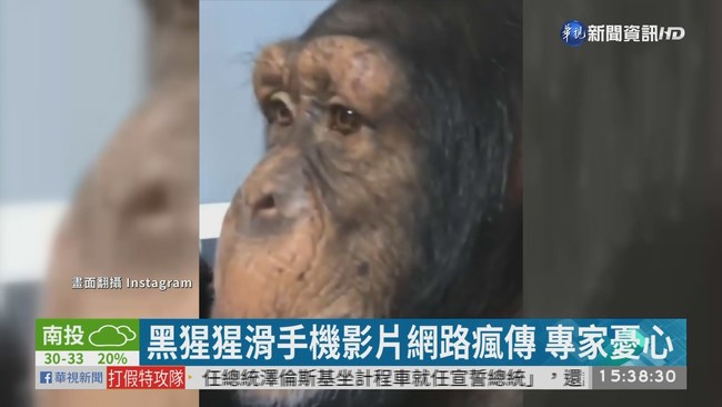 黑猩猩滑手機看影片 保育人士憂心 | 華視新聞