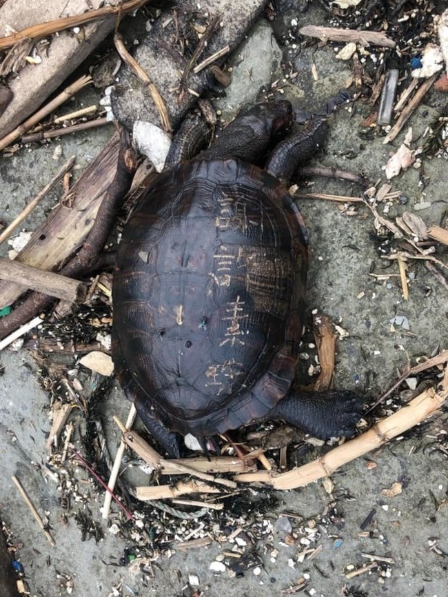 放生還「放死」？！淡水龜被刻字陳屍海邊 | 華視新聞