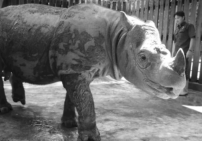 馬來西亞最後一頭雄性「蘇門答臘犀牛」 病死 | 華視新聞