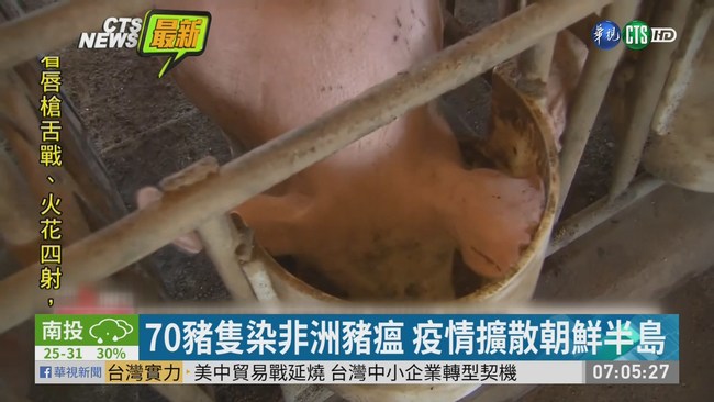 70豬隻染非洲豬瘟 疫情擴散北韓 | 華視新聞