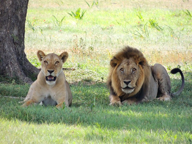 14頭獅子逃出國家公園 南非官員急發警告 | 華視新聞