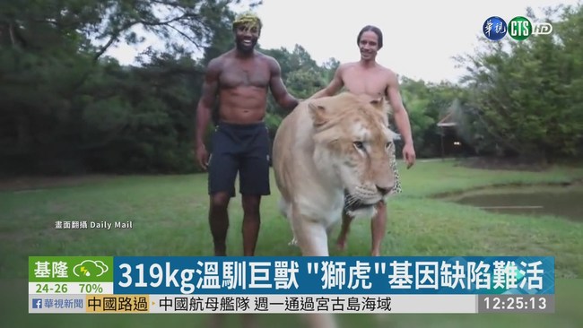 319kg溫馴巨獸 獅虎基因缺陷難存活 | 華視新聞