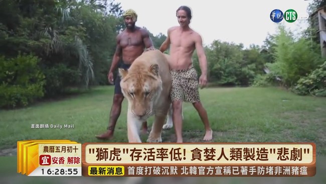 【台語新聞】319kg溫馴巨獸 獅虎基因缺陷難存活 | 華視新聞