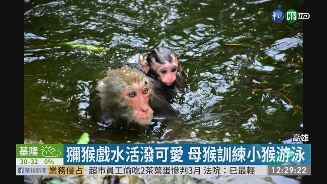 連日雨現水池 獼猴群開心戲水 | 華視新聞