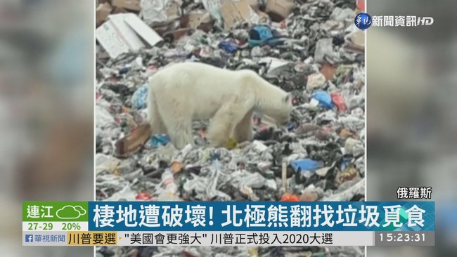 棲地遭破壞! 北極熊翻找垃圾覓食 | 華視新聞