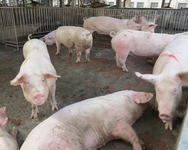 寮國也爆非洲豬瘟！今起帶豬肉入境罰20萬 | 華視新聞