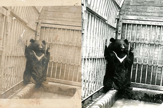台灣黑熊當做「狗」 阿嬤的照片還有後續! | 華視新聞
