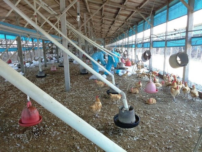彰化養雞場感染H5N2禽流感　撲殺2萬7960隻土雞 | 華視新聞