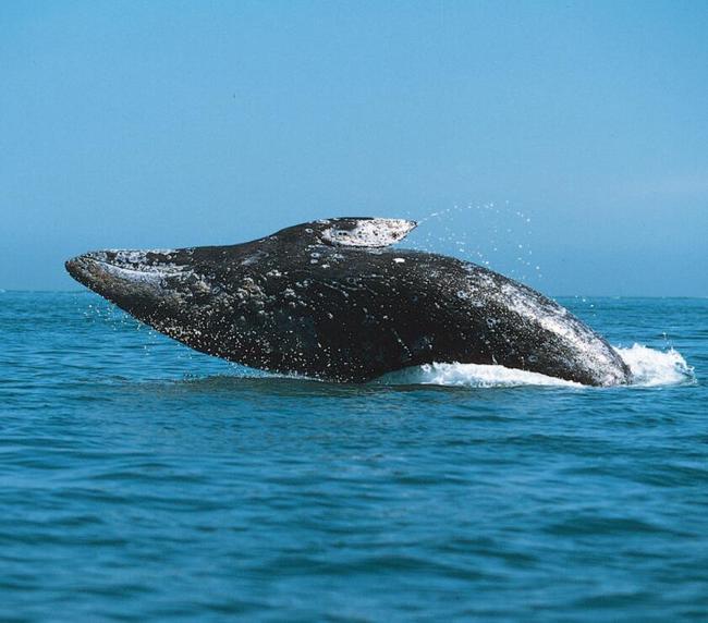 人類濫捕害營養不良！美西逾70頭灰鯨死亡 | 華視新聞