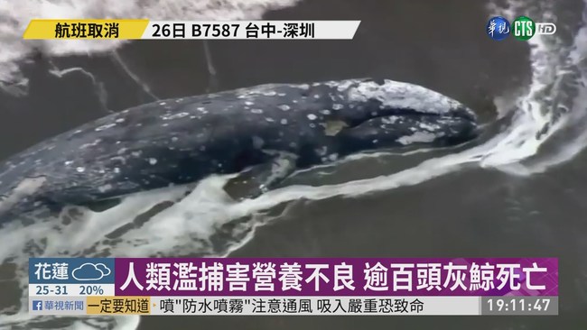 人類濫捕磷蝦 大量灰鯨疑"吃不飽"餓死 | 華視新聞