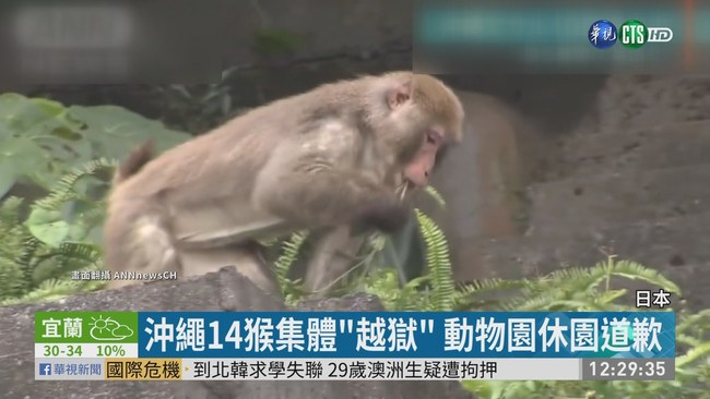 沖繩14猴集體"越獄" 動物園僅找回4隻 | 華視新聞