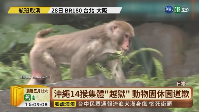 【台語新聞】沖繩14猴集體"越獄" 動物園僅找回4隻 | 華視新聞