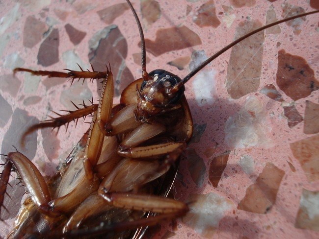 傷腦筋！ 美研究：蟑螂出現抗藥性 未來越來越強大 | 華視新聞