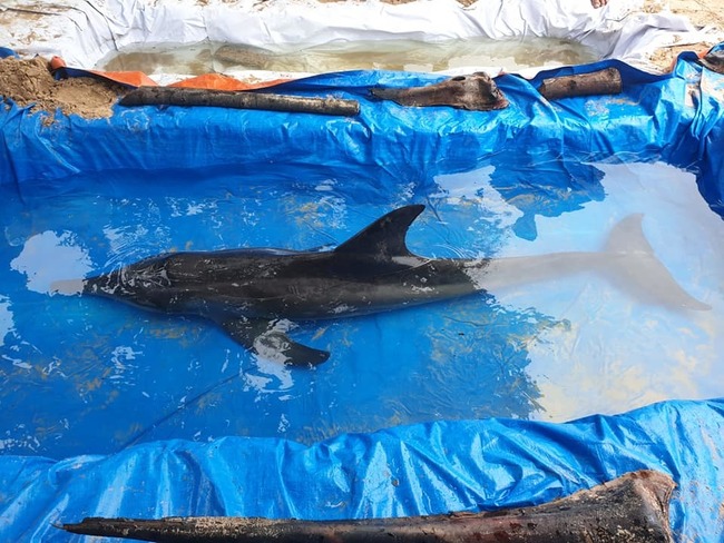 擱淺海豚身亡 腸胃塞滿塑膠袋.保麗龍 | 華視新聞