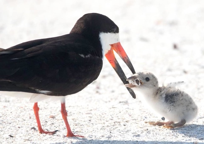 母鳥餵菸蒂給雛鳥 攝影師心痛籲重視大自然 | 華視新聞