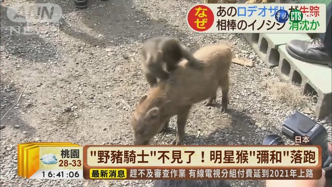 【台語新聞】騎野豬出名 京都明星猴"彌和"落跑 | 華視新聞