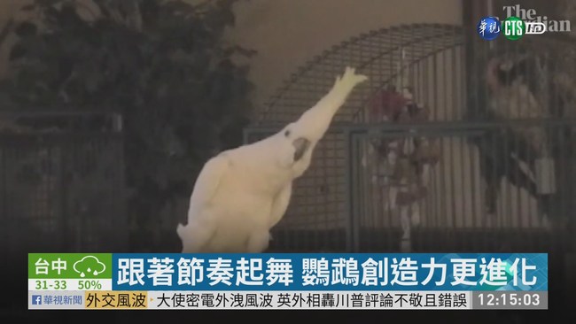 網紅鸚鵡舞技驚人 聽歌自編14種舞步 | 華視新聞