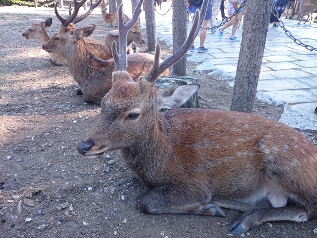 滿肚子塑膠袋！奈良9鹿誤食而亡 | 華視新聞