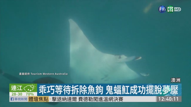 鬼蝠魟水中逼近攝影師 原來是喊救命 | 華視新聞