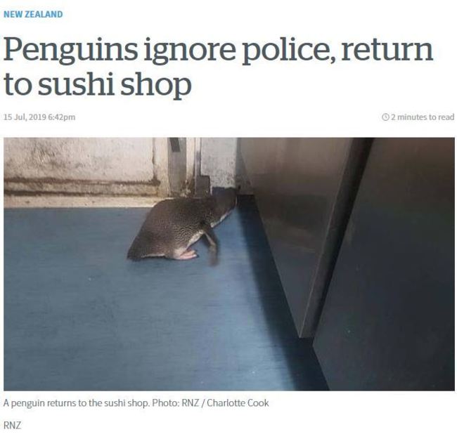 就愛壽司店!? 小藍企鵝被放回海中又跑來 | 華視新聞