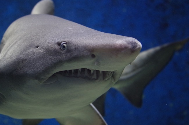 【影】大白鯊生死激戰曝光  身體幾乎斷成2截 | 華視新聞