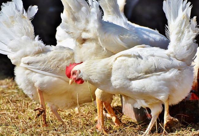 網瘋傳「1隻雞打4種抗生素」 農委會:假的! | 華視新聞