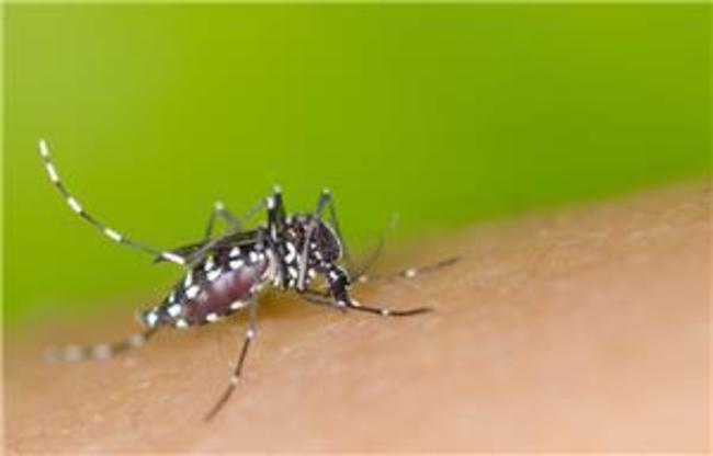 暑假旅遊小心防蚊！東南亞蚊媒疫情爆近年最高 | 華視新聞