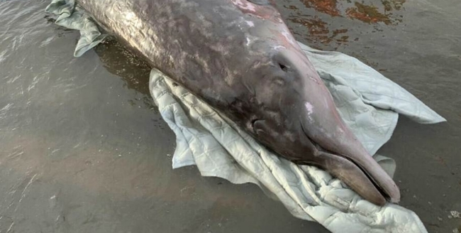 700公斤鯨豚桃園海岸擱淺 搶救後仍不治 | 華視新聞