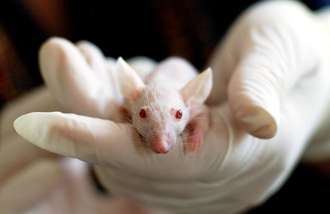 日本將跨物種界線 人獸胚胎提供器官移植 | 華視新聞