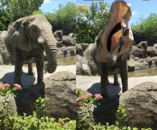 【影】靈性大象幫遊客撿帽子！木柵動物園:幸運中的幸運 | 華視新聞